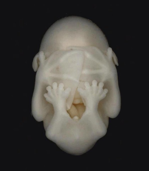 Rainmaker1973's tweet photo. This is what a short-tailed fruit bat Carollia perspicillata looks like at the embryonic stage 

[source, read more: https://t.co/ZbEMt4sLOq] https://t.co/v6F45zbabq
