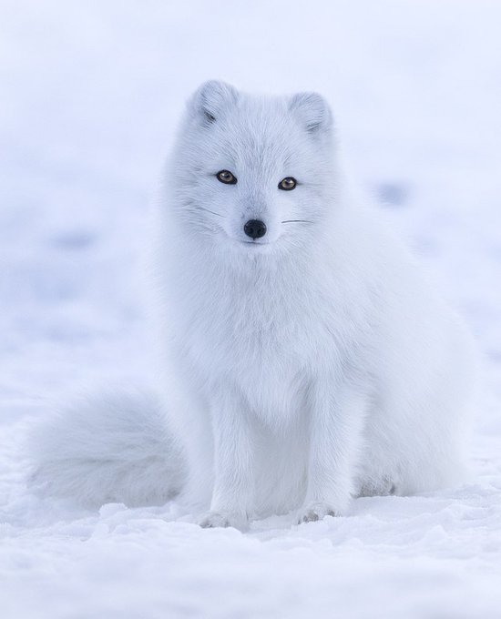 Rainmaker1973's tweet photo. The Arctic fox lives in some of the most frigid extremes on the planet, but they do not start to shiver until the temperature drops to −70 °C (−94 °F) 

[read more: https://t.co/Opq7k2ddwH]
[📷 Jonathen Pie] https://t.co/2NwtmCgtl1