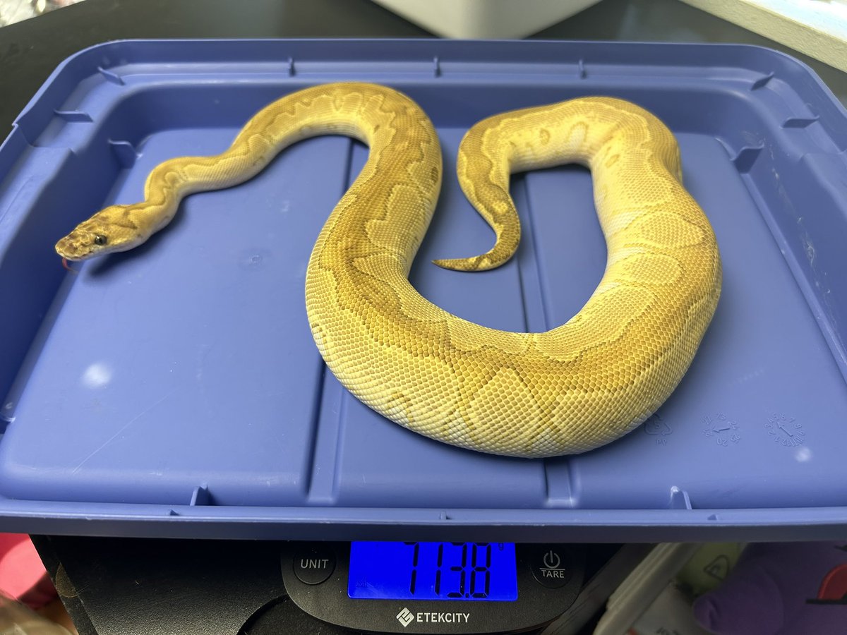 Wreckingpythons's tweet image. These 3 snakes are all very similar genetically. The first one Is a Pastel Lesser clown and is father of both of the other two. The second is his daughter who is a Lesser Blade clown, blade is a pattern reduction gene. Last is her half brother just a Lesser clown.
