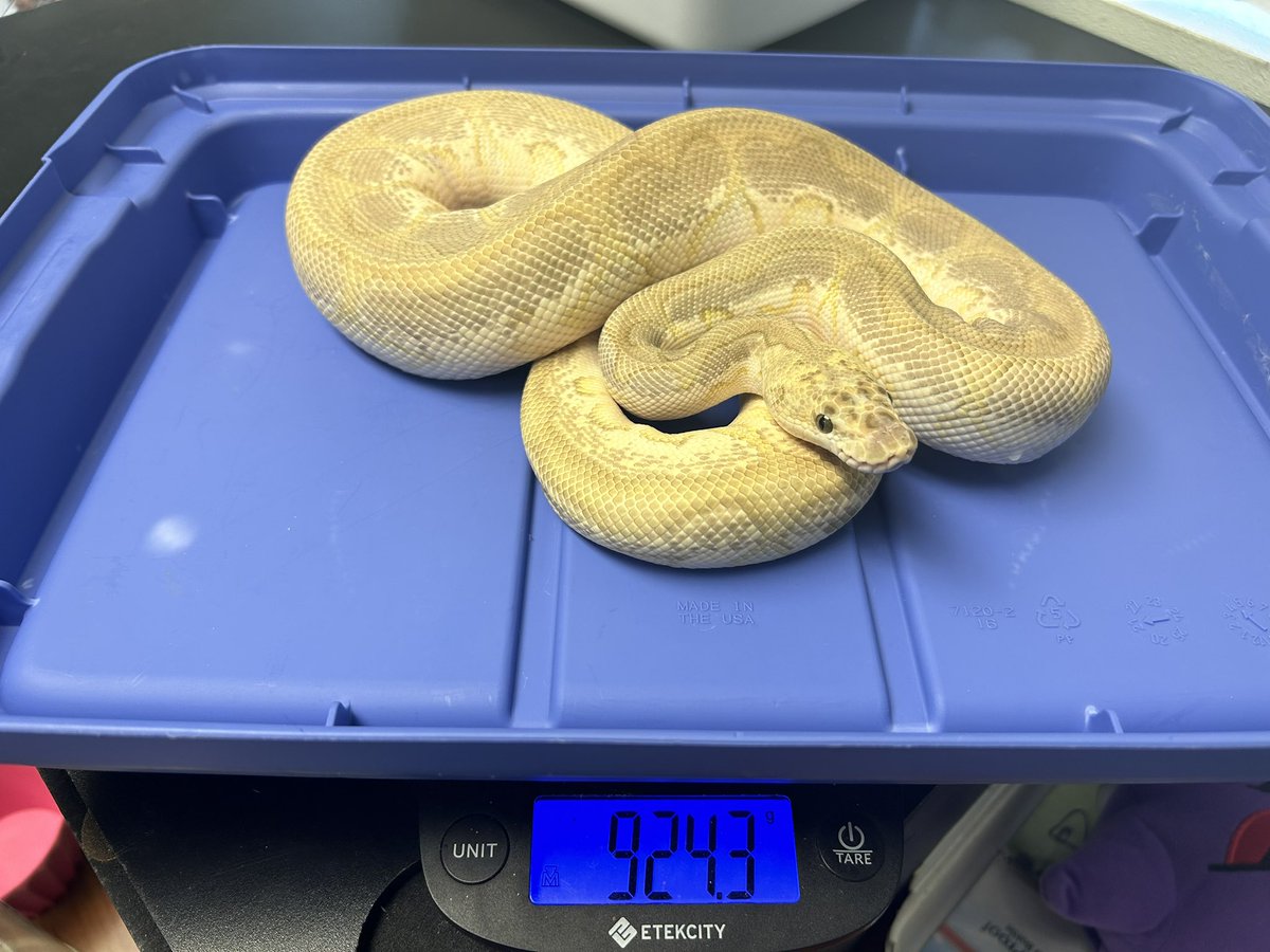 Wreckingpythons's tweet image. These 3 snakes are all very similar genetically. The first one Is a Pastel Lesser clown and is father of both of the other two. The second is his daughter who is a Lesser Blade clown, blade is a pattern reduction gene. Last is her half brother just a Lesser clown.