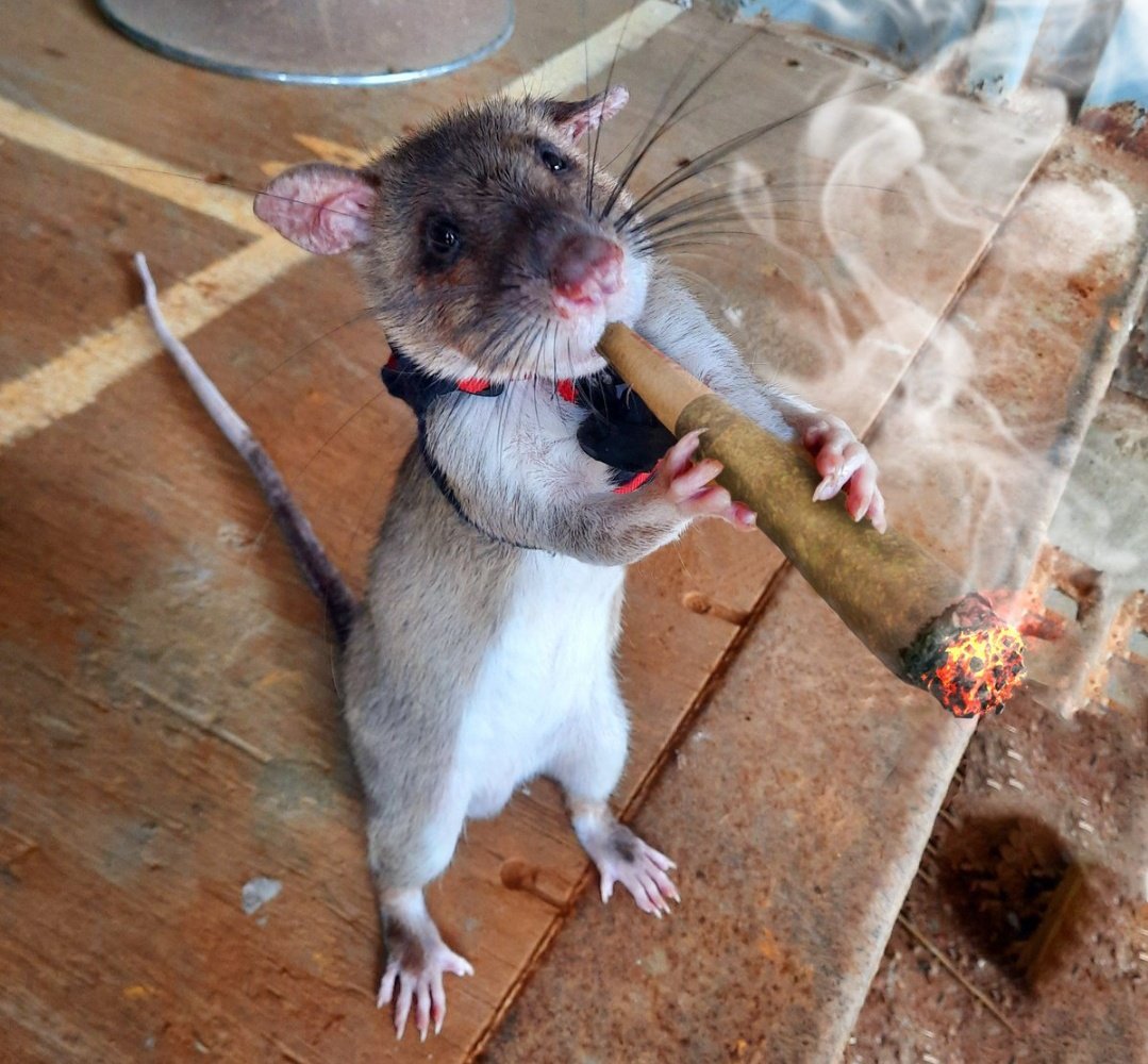 rata porro tweet media