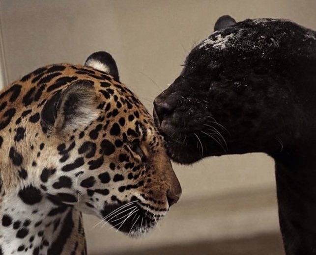 DRIP (@dript3r) on Twitter photo 