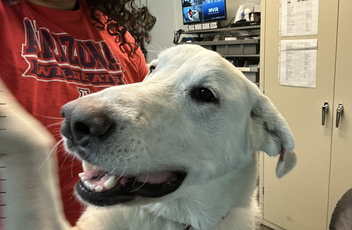 Donut is still my favorite at the rescue so far 🤠🥰