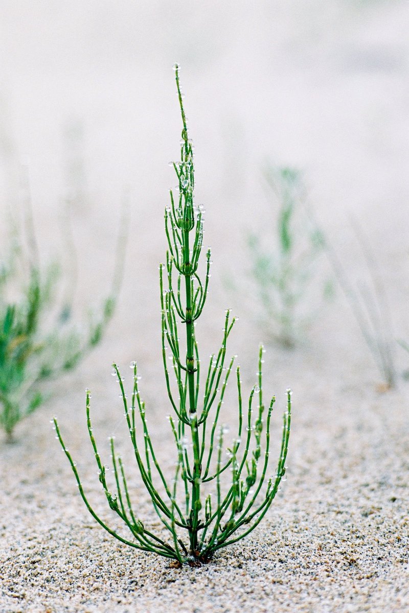 144Health's tweet photo. 3+ Benefits of #Horsetail
1. It is excellent for strengthening brittle #bones, #teeth, #hair, and #nails and it can improve bone density, enhance bone flexibility, and heal fractured bones, pulled hamstrings, and dislocated joints. https://t.co/qvMwBM6ZQV