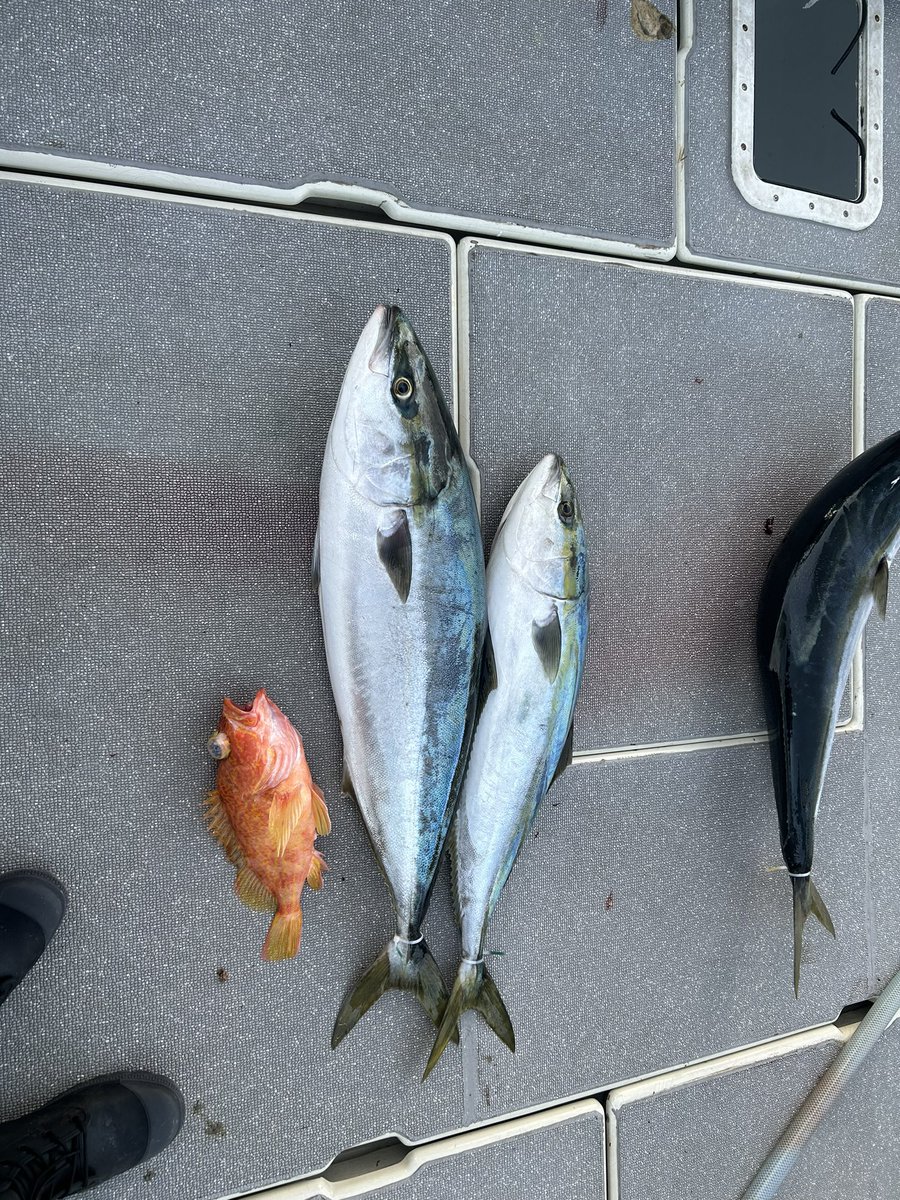 floridanakazu's tweet photo. スロージギング
潮が全く動かんw
とりあえず釣れたからよかった〜

#CRAZYBOB
#スロージギング
#寒鰤 https://t.co/ahsqbPs9QL