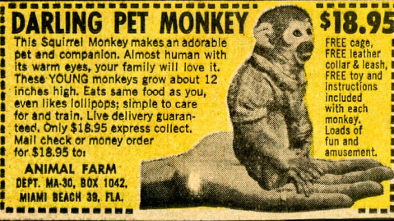 RealGilbertACP's tweet photo. So did YOU send away for one of these simian specials?! Guest @joe_dante, @RealGilbert and @Franksantopadre discuss the highs, lows and utter absurdities of old school mail-order goodies on this week's ENCORE #GGACP at https://t.co/EzwMXzFBiY! @StarburnsAudio #MonkeySunday https://t.co/iVdKg9JusI