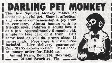 RealGilbertACP's tweet photo. So did YOU send away for one of these simian specials?! Guest @joe_dante, @RealGilbert and @Franksantopadre discuss the highs, lows and utter absurdities of old school mail-order goodies on this week's ENCORE #GGACP at https://t.co/EzwMXzFBiY! @StarburnsAudio #MonkeySunday https://t.co/iVdKg9JusI