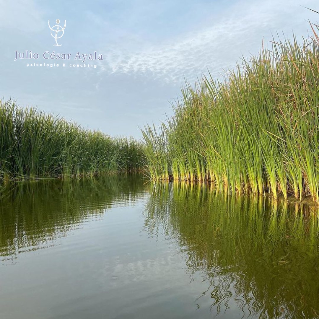 julioayala1965's tweet image. El refugio de vida silvestre Los Pantanos de Villa es un área natural protegida que se encuentra en el litoral del distrito de Chorrillos en la provincia de Lima, departamento de Lima en el Perú.
#pantanosdevillla #lima #peru🇵🇪 #paisajesperu #goperu #goodvibes #greatday