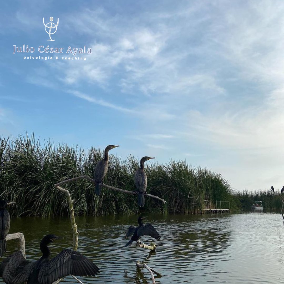 julioayala1965's tweet image. El refugio de vida silvestre Los Pantanos de Villa es un área natural protegida que se encuentra en el litoral del distrito de Chorrillos en la provincia de Lima, departamento de Lima en el Perú.
#pantanosdevillla #lima #peru🇵🇪 #paisajesperu #goperu #goodvibes #greatday