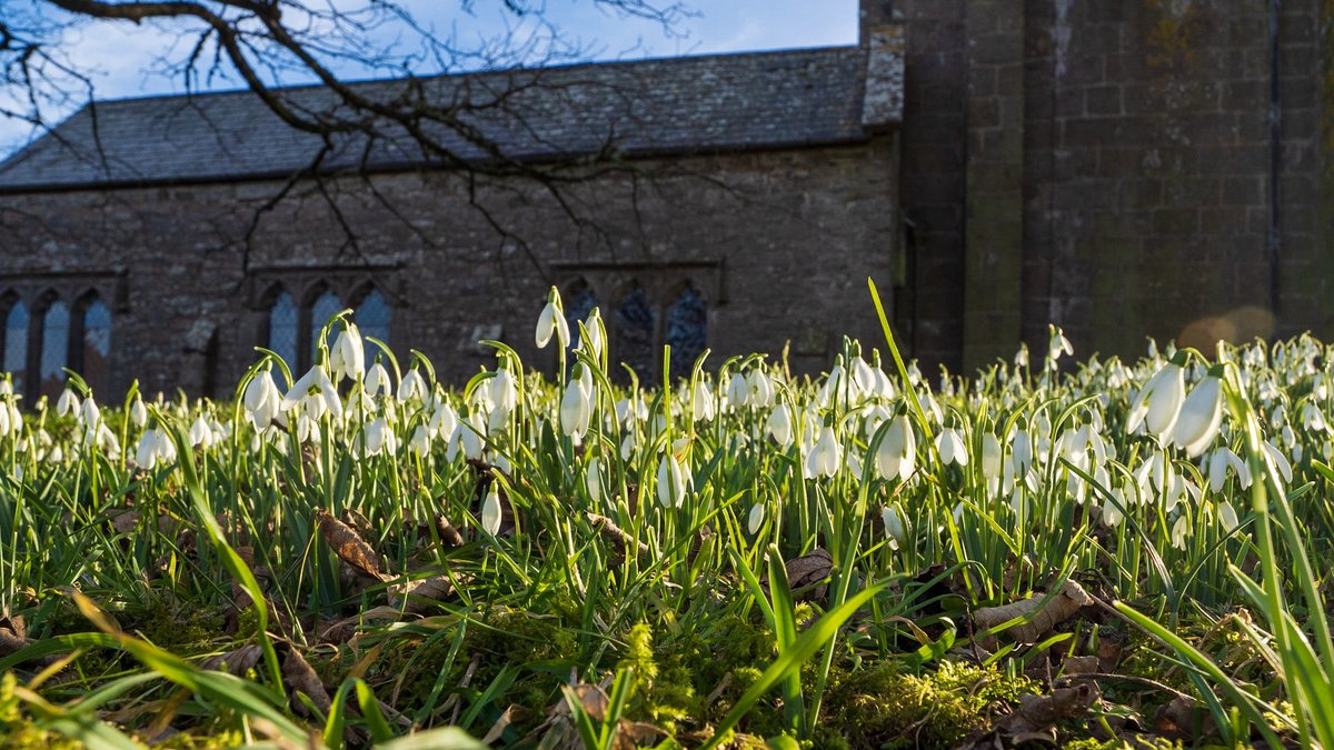 Snowdrops in the churchyard of St. Pancras, Widecombe in the Moor, Dartmoor. Lovely sunny day - Spring in the air. #wildflowerhour