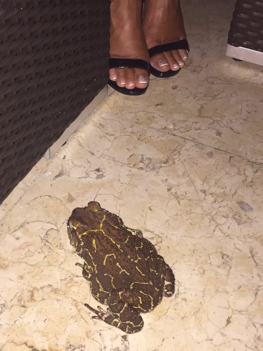 GrantLPickup's tweet photo. On holiday in Cuba I had warned my wife about the dangers of wearing open toad sandals...#shoeman #toads #puns # https://t.co/EBbXFVqLrB