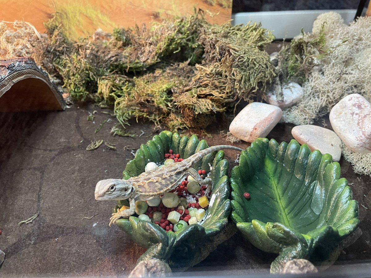 I purchased our classroom pet a baby bearded dragon with the help of the PetSmart Classroom Pet Grant. His name is “Mr. Brown”. I applied for the Classroom Pet Grant and got the last year. The grant is available every school year for a pet or food grant.