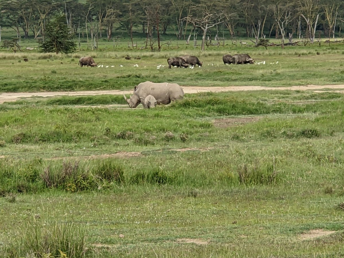 Conservation works! Really amazing to see White rhinos with young. Protected against poachers by rangers! Beautiful to see! 
#Rhino #conservation #savetheanimalssavetheworld #wildlife #wildlifephotograhy #Africa #nature #whiterhinoceros #whiterhino #lake#asantesana #travel