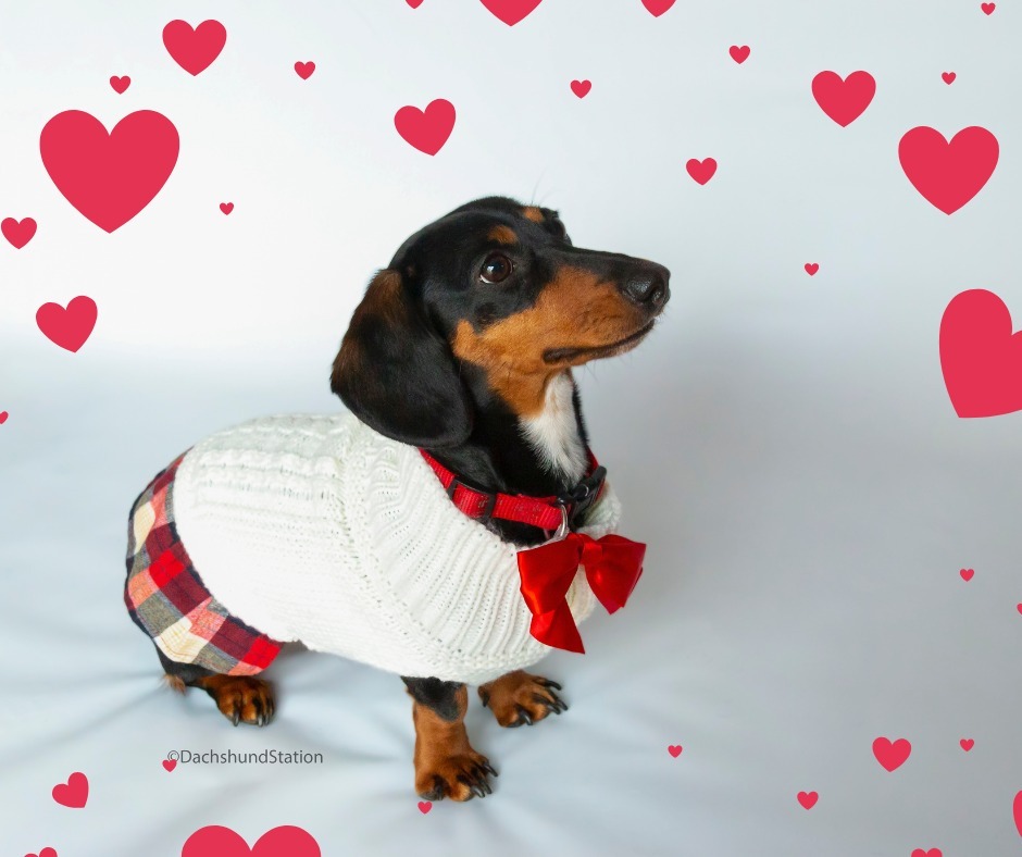 Gretta's new sweater dress turned out perfect for our Doxie Valentine Photoshoot.  She quickly realized by wearing the dress and sitting on the backdrop that she got yummy dog treats. 💜🐾😅
.
.
#sausagedog #doxiepuppy #doxielove #doxieworld #hund #hund… instagr.am/p/CoSxfz-q1Hk/