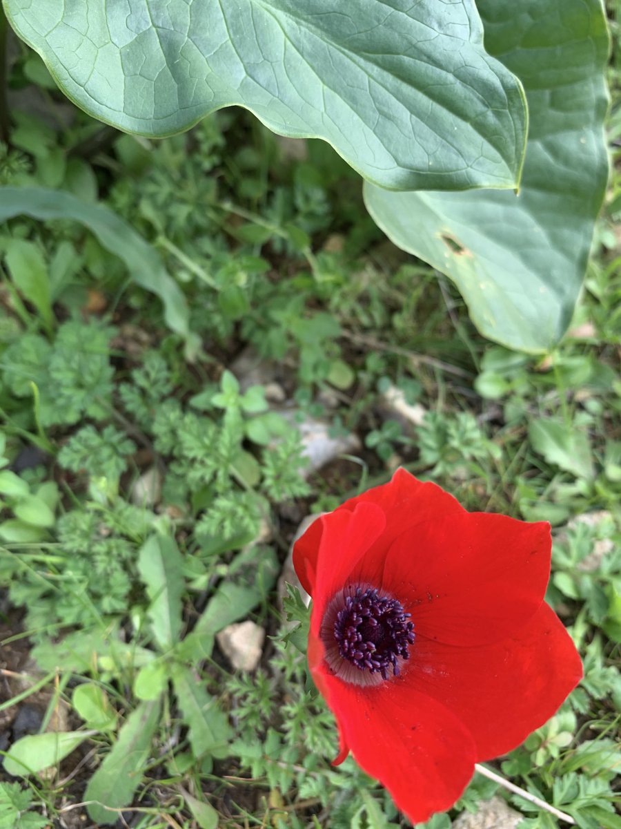 omartesdell's tweet photo. Anemone and arum today لوف شقائق النعمان اليوم https://t.co/UPZPyezTBm