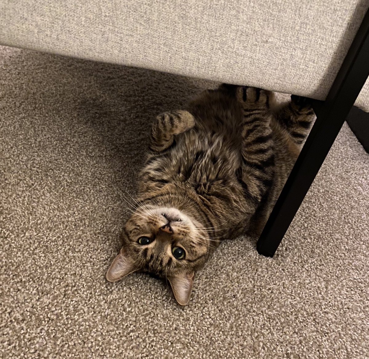 imalittlecheye's tweet photo. @bunsenbernerbmd This is my girl Fetty https://t.co/3qhHT5uSVO