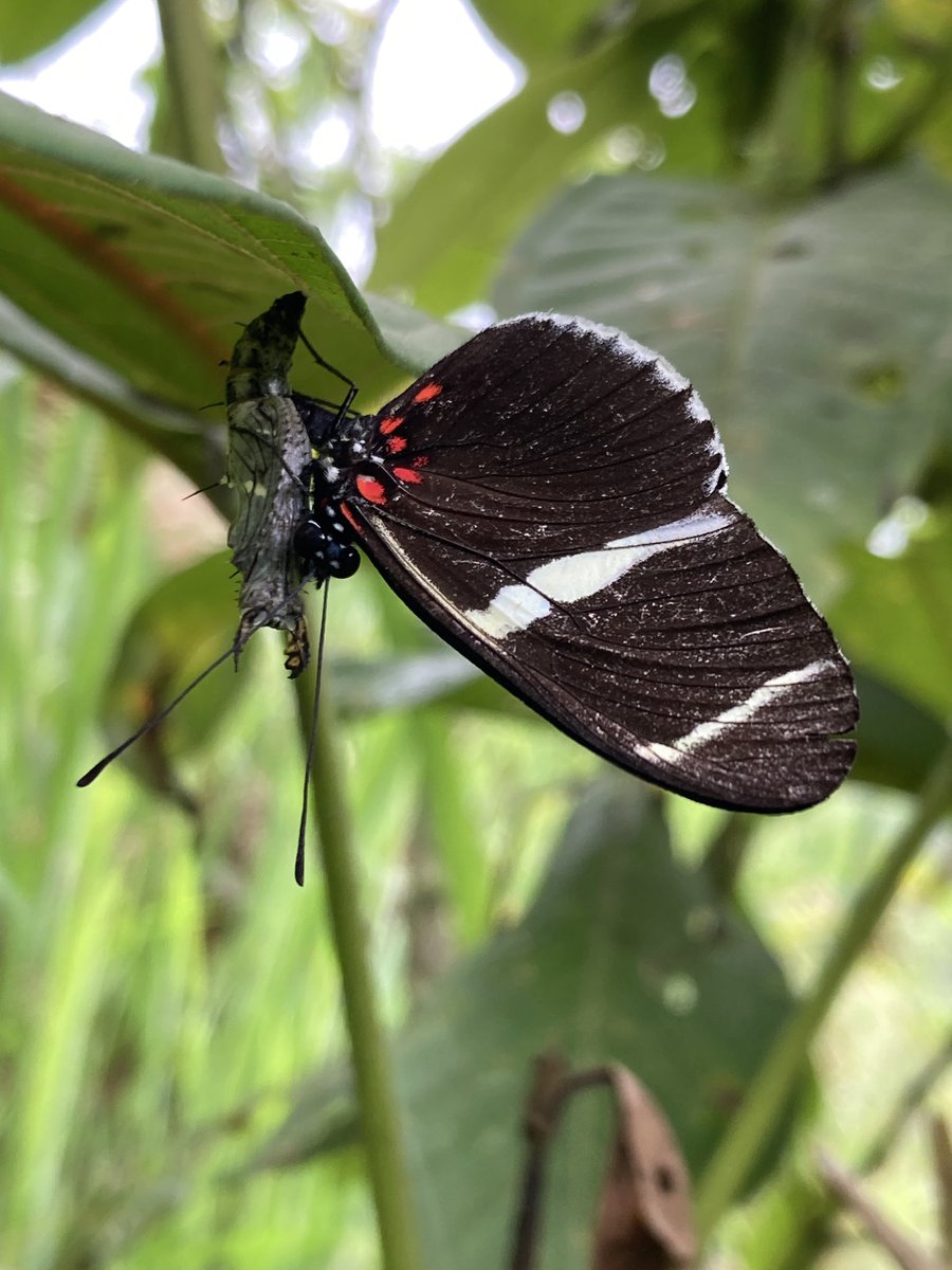 El famoso 'pupal mating' que practica Heliconius (sara en este caso).