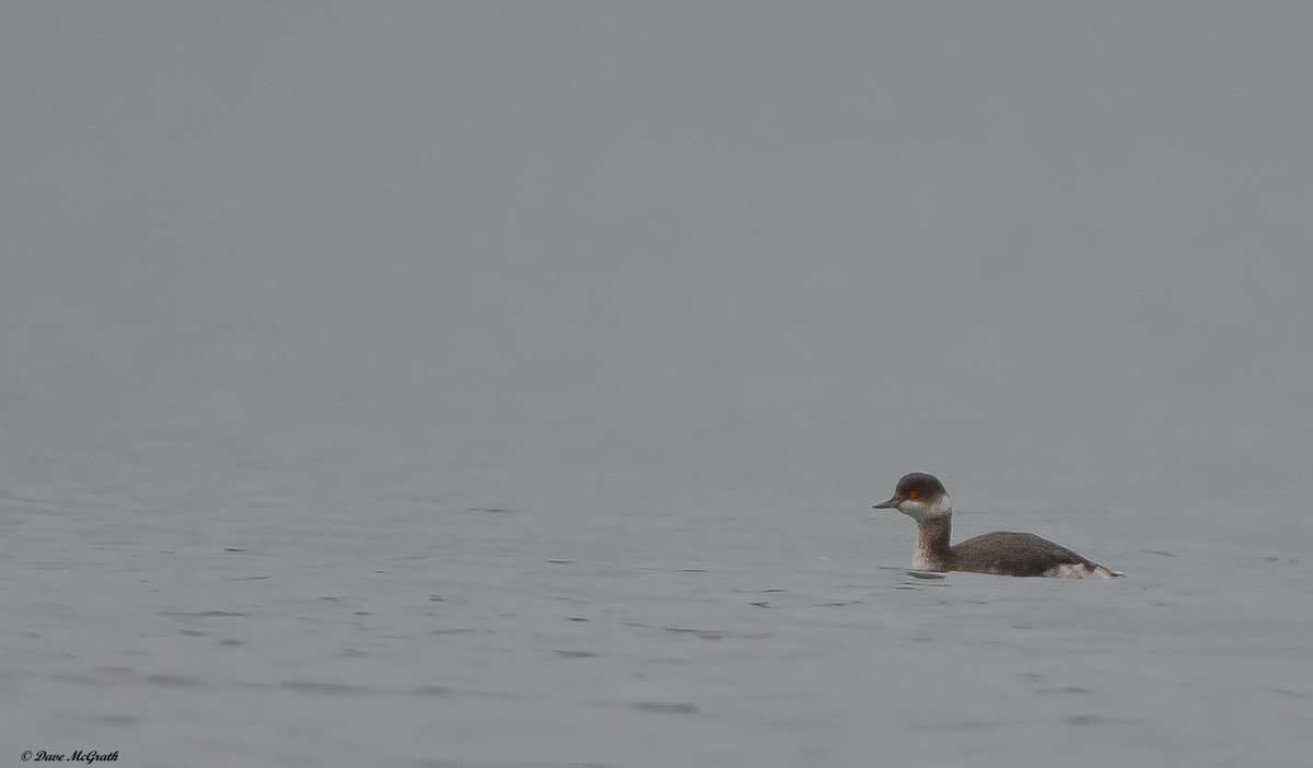 Black-necked Grebe enjoying the calm water of Courtmacsherry Bay Co.Cork this evening .5/2/23