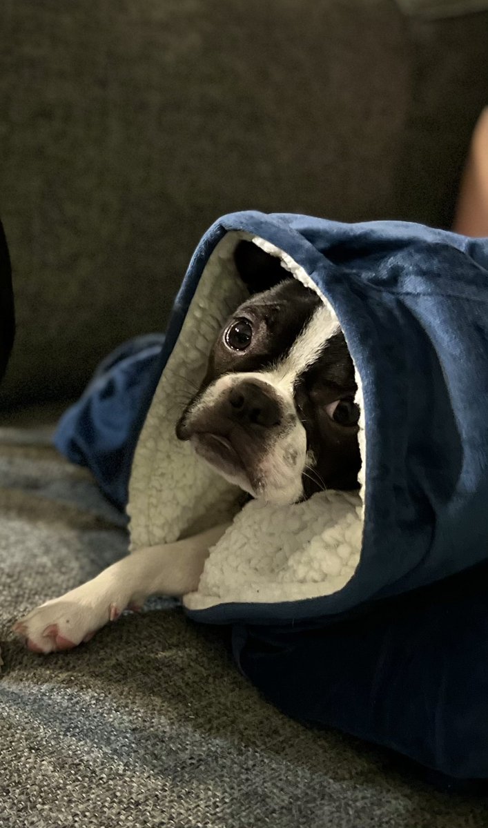 ljehouseman's tweet photo. @bunsenbernerbmd This is Frankie! https://t.co/kdwWIeMcUi