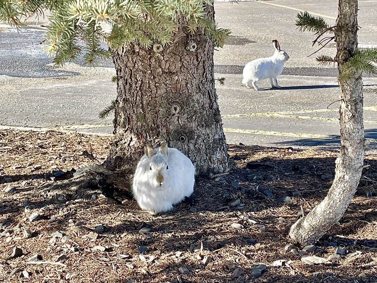 2crit2quit's tweet image. Ah, almost forgot what home was all about while on vacay
#naturecheck