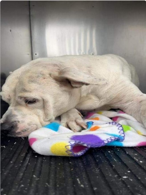 psychicwhisper3's tweet image. 🆘🟣SPOTS🏥#A352288 At
#CorpusChristiTX Really Needs Your Help😩They Will Execute Him Tomorrow👿2/6✝️
At NOON Their Fav⏰He Is In Pain🚑
Due To Injuries He Sustained From
🐶Attack To His Body,Limbs,Neck &amp;amp; 
Fractured Limb. Limping Swollen &amp;amp; Sore💔
Pls Help #PLEDGE4RESQ INFO⬇️😢