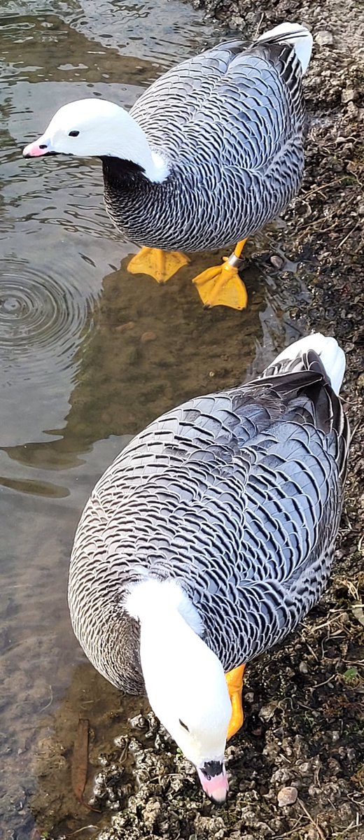 WriteOnGill's tweet photo. What a striking pair! @WWTSlimbridge #YellowFeet #wetlands https://t.co/kR2Enx389U