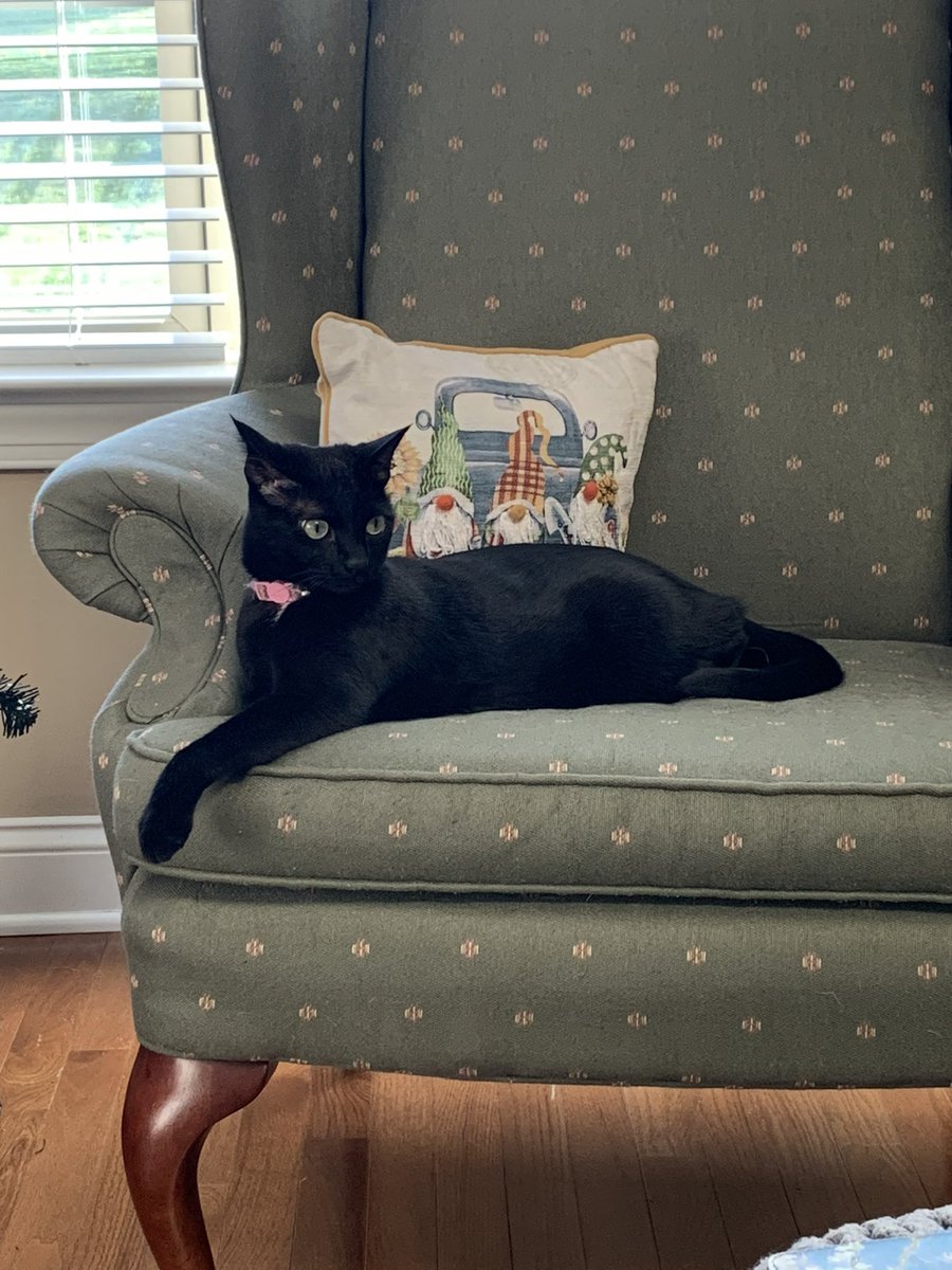 NittNutt92's tweet photo. @WildeRESISTER We rescued this girl two years ago and now she looks like his twin ♥️ living their best lives! https://t.co/Jo5ZgzTKpR