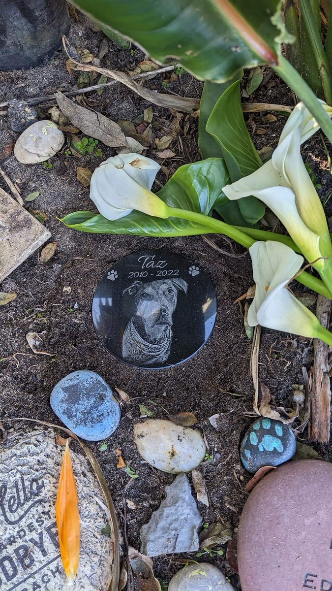 gldngrrl's tweet photo. @TazMurazz memorial at the Huntington Beach Friendship memorial garden.
When we first moved here, we'd park by this spot,  Taz would wait in the car, in the shade of a big tree, while we went on our run/skate. 
The we'd take him on a little walk.
Now he's remembered here. 

❤️ https://t.co/g6o1BcNuOx