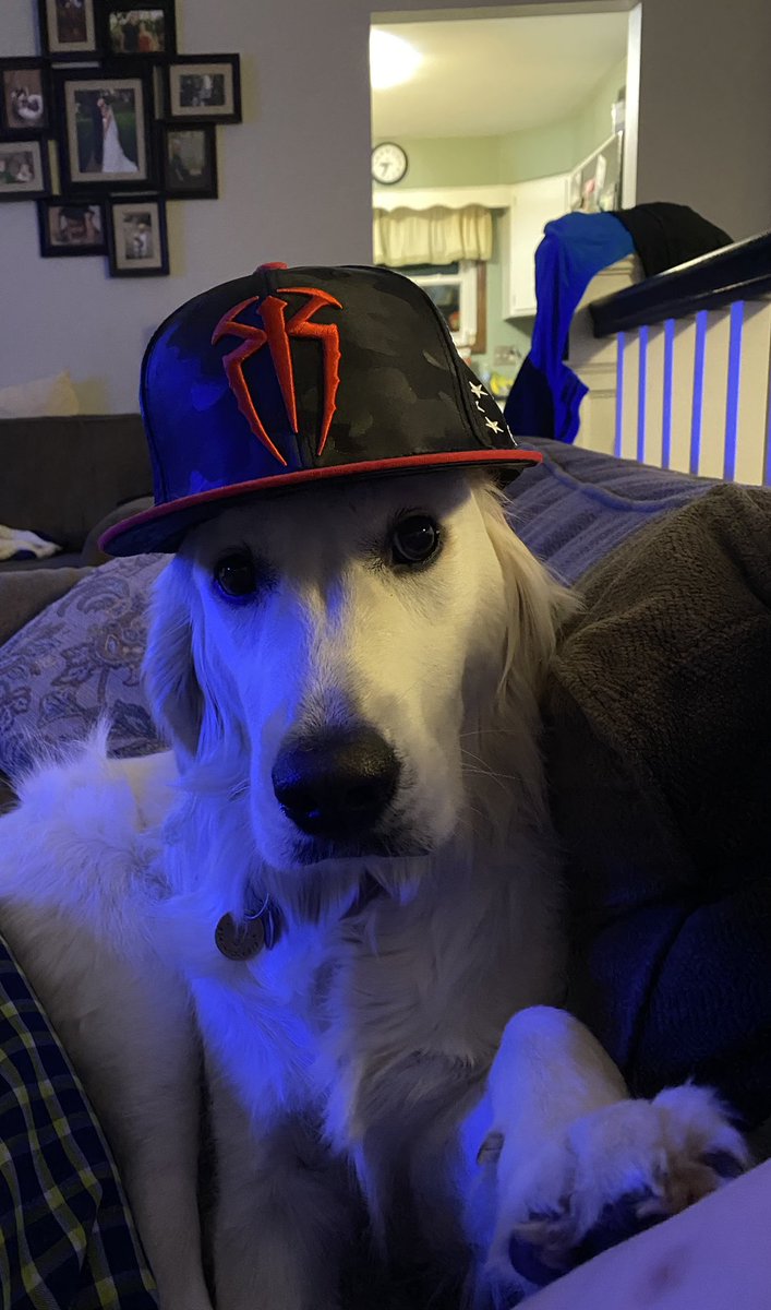 Hozer756's tweet photo. Hey @WWERomanReigns Millie is wondering if she can join the #bloodline on the #islandofrelvancy since there are some openings.  #WWE #WoofWoofEntertainment #WWESuperCard https://t.co/b29yG6Ekpa