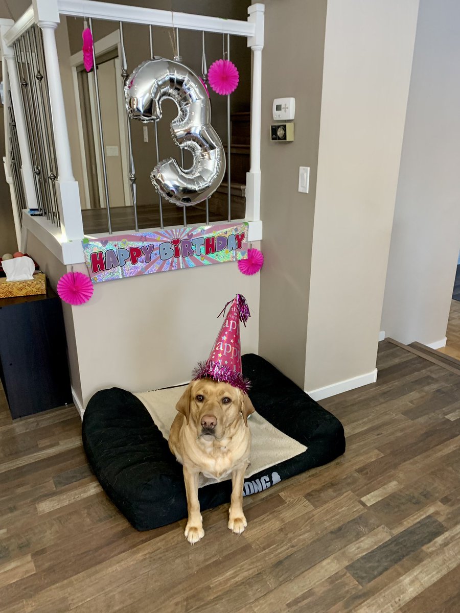 DoniBaer's tweet photo. Big party at our house today. #birthdaygirl https://t.co/Az36OWJV8d
