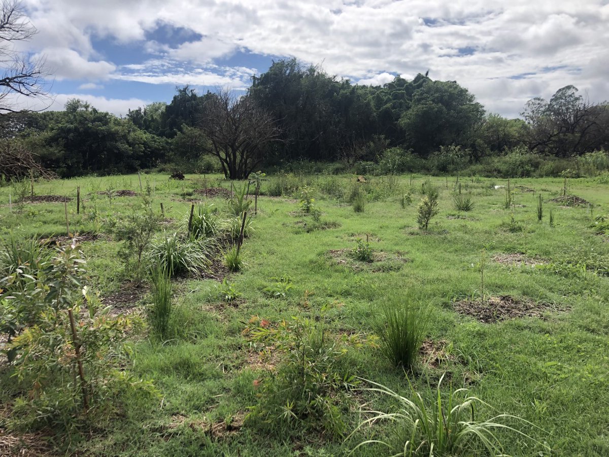 Since Lismore was devastated by flooding in 2022, South Lismore Duck Pond Landcare group has been working extremely hard removing debris and rubbish from their regeneration sites.