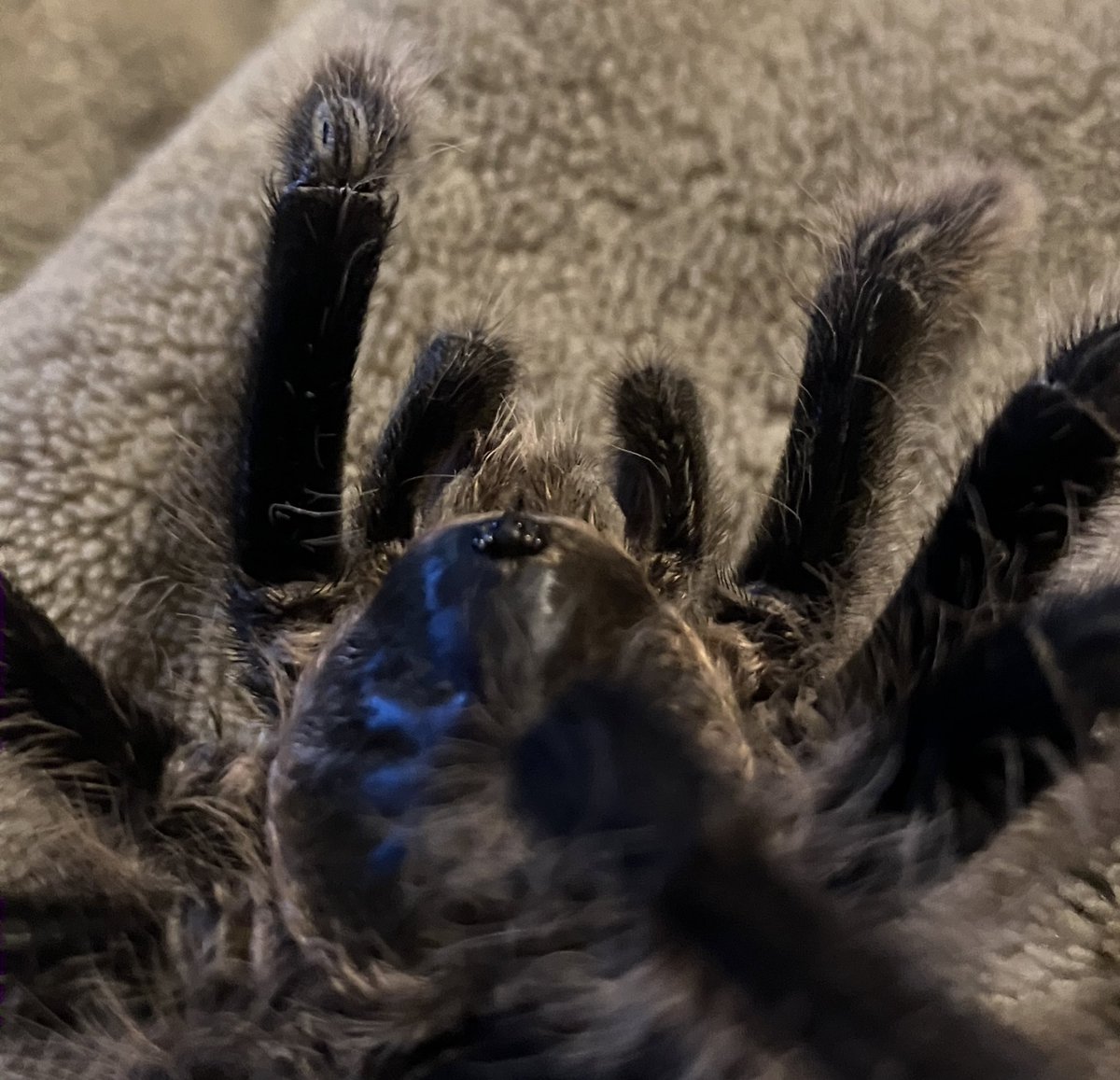 bugbughh's tweet image. There is no greater joy than watching horror movies with your tarantula.