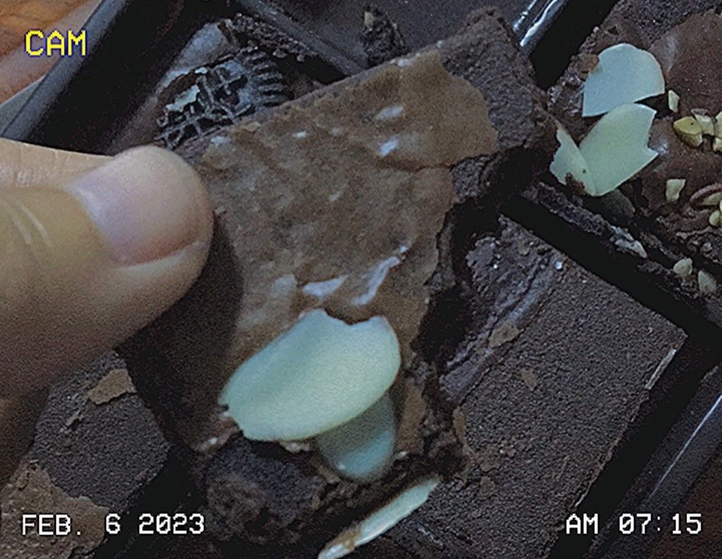 twentythree__11's tweet photo. บราวนี่งานเกษตรแฟร์อร่อยมากกกก 🍫😋 https://t.co/LU6SPgZZkT