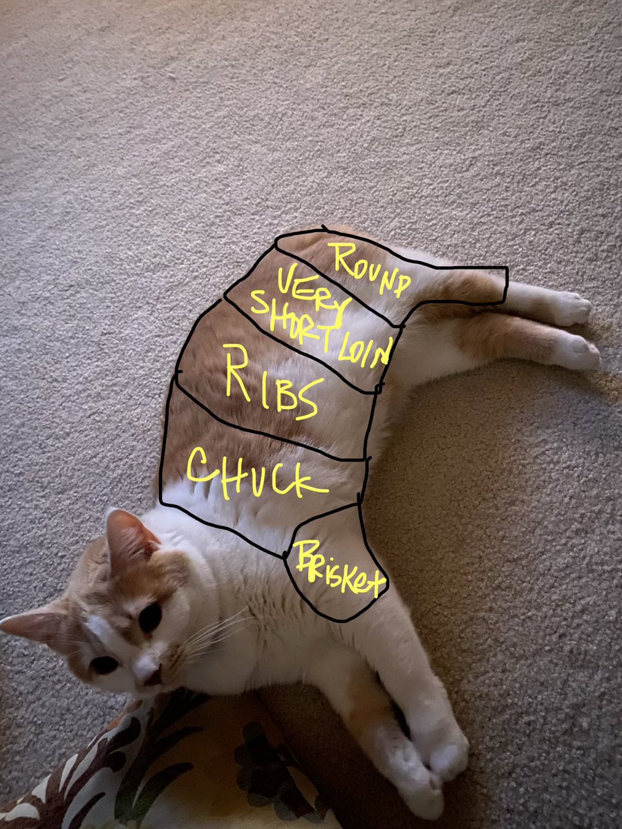theRealNotJonas's tweet photo. Inflation got me looking at my cat like….

https://t.co/cOB9vvdZpl https://t.co/01Do4jlC1u