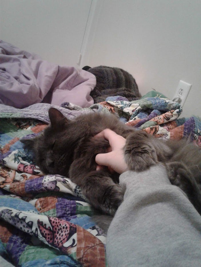 feezee223's tweet photo. @CATBRAINCELL im not on a phone but heres my cat pepper 
she stole my hand and fel asleep https://t.co/POBM6pmYJy