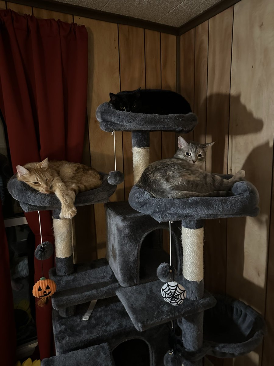 Meagenprindle's tweet photo. @CATBRAINCELL Orange- Lucifer. Black-Mikasa. Multi-Keiko. 🥰 https://t.co/pCT1iG6BC1