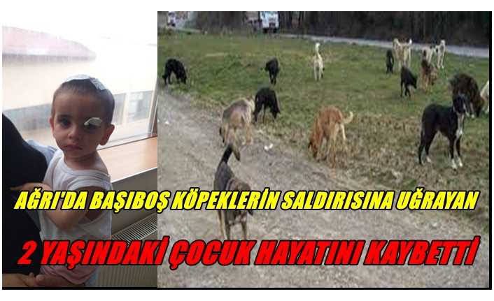 cnnkls84's tweet photo. @HAYKOCPQN Senin inandığım Allaha havale ediyorum @HAYKOCPQN 😡!!! Bu çocuklar bizim gözümüzde büyüttüğümüz kendi kendine büyüyemeyen ancak insan parçalayabilen başıboş sokak köpeklerince parçalanarak öldü!!!! Sen şimdi hayvana merhamet ederken insana vicdansızlık yapmıyor musun! https://t.co/uC2BQ4hCVi