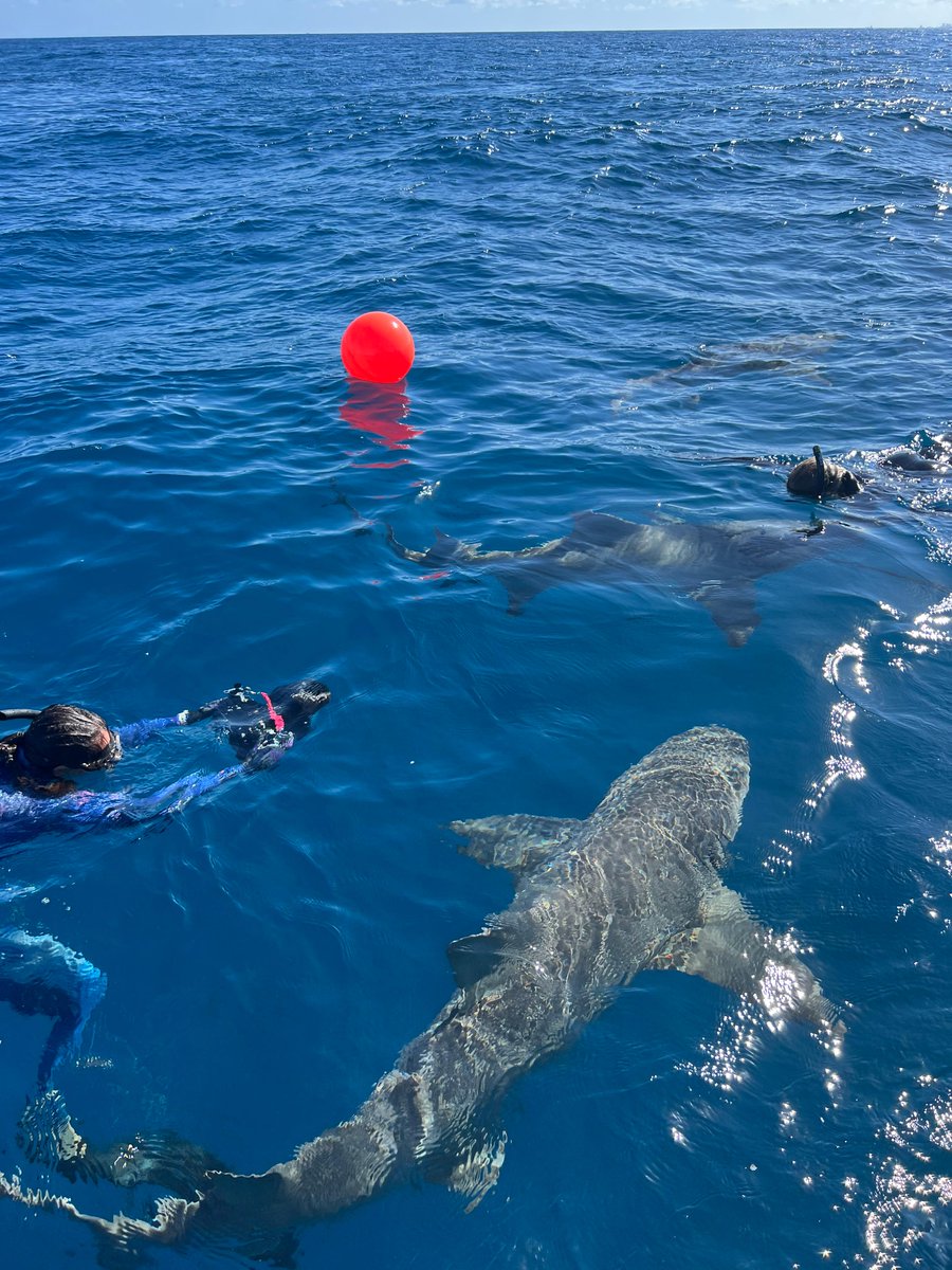 Did you Know Shark Diving in Florida is one of the best places in the world to shark Dive? February is the best time to see Bull sharks and lemon sharks. #Florida #February #SeaLife #Sharks #Miami #westpalm #ecotourism #sharkdiving #adventure #diving #shark #ocean #Ftlauderdale