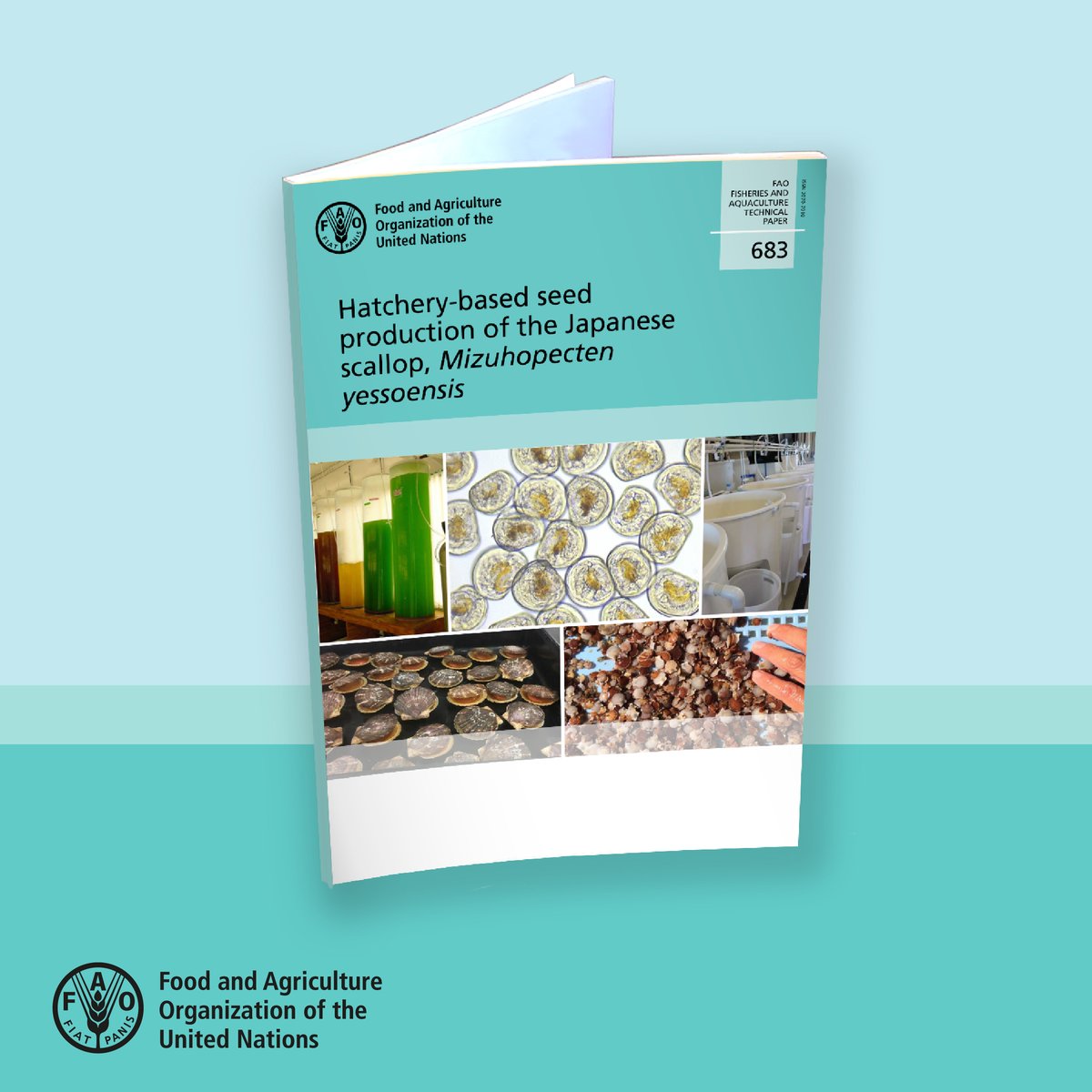FAOfish's tweet photo. This book provides guidance for the development of a seed production strategy for #YassoScallops.

It addresses the whole production cycle, from broodstock conditioning, to transport of seed, to farm; describing the needs for #biosecurity 👉  https://t.co/Lia9K4wmdo

#Aquaculture https://t.co/gQ84PWYPBo