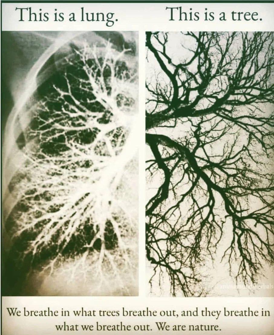 chriswithadot's tweet photo. here On Earth 🌍 we breathe trees &amp; trees breathe us 🫁 🌲 https://t.co/dTWHTlfLJG