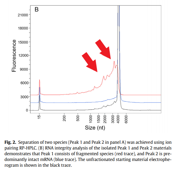 's tweet image. Pfizer BNT162b2 分子生物学分析
EMAとFDAのレビューは独立したレビューでなく、Pfizerが文書を作成👇
en.rattibha.com/thread/1615299…
mRNAが分離され、特徴付けられているが、
mRNA配列決定が実行されていない⇨真実でない
mRNAが切断⇨蛋白生成物を生成できない⇨追加(off-target) 蛋白は生成されない