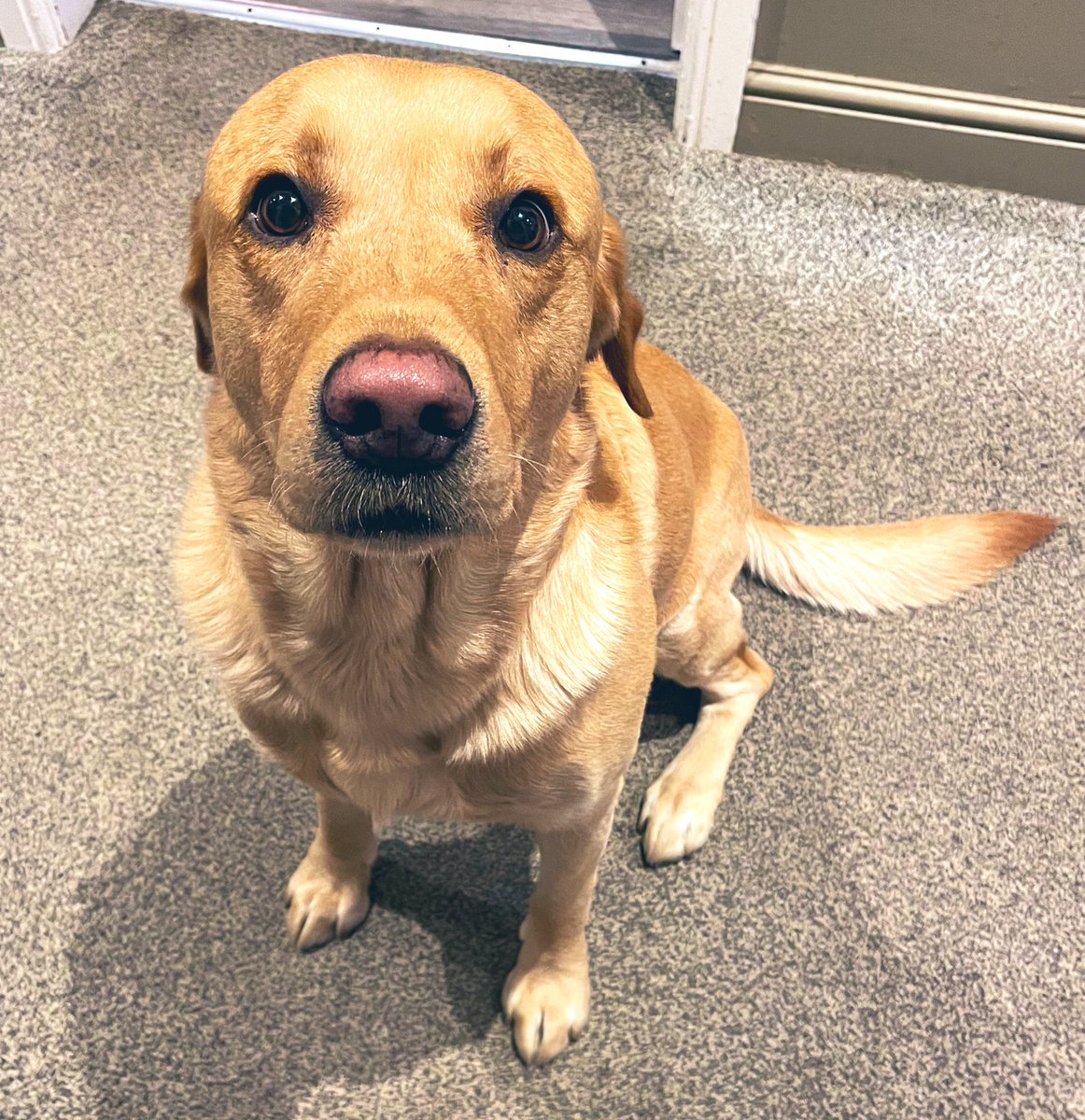 MsLappinScience's tweet photo. @bunsenbernerbmd Neville https://t.co/Pl3x0baEJd