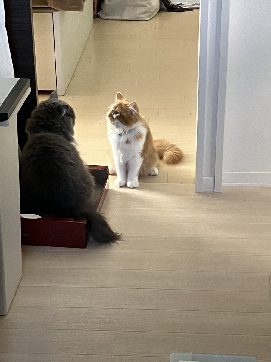 ririss_n's tweet photo. おはようございます！

ふうちゃんは蕾君から猫風邪をもらい
結膜炎になり
蕾君は猫風邪でした。
多頭飼いだと病気もシェアしちゃう。

#ラガマフィン
 #スコティッシュフォールド 
#猫のいる暮らし 
#猫好きさんと繋がりたい 
#���多頭飼い
 #猫風邪 https://t.co/JxDtWIr9Uw