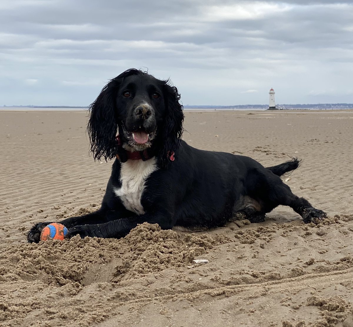 MattHellen's tweet photo. The 2 sides of Mac, gorgeous boy and idiot 🤣 #crazycocker https://t.co/VcdijM1laU