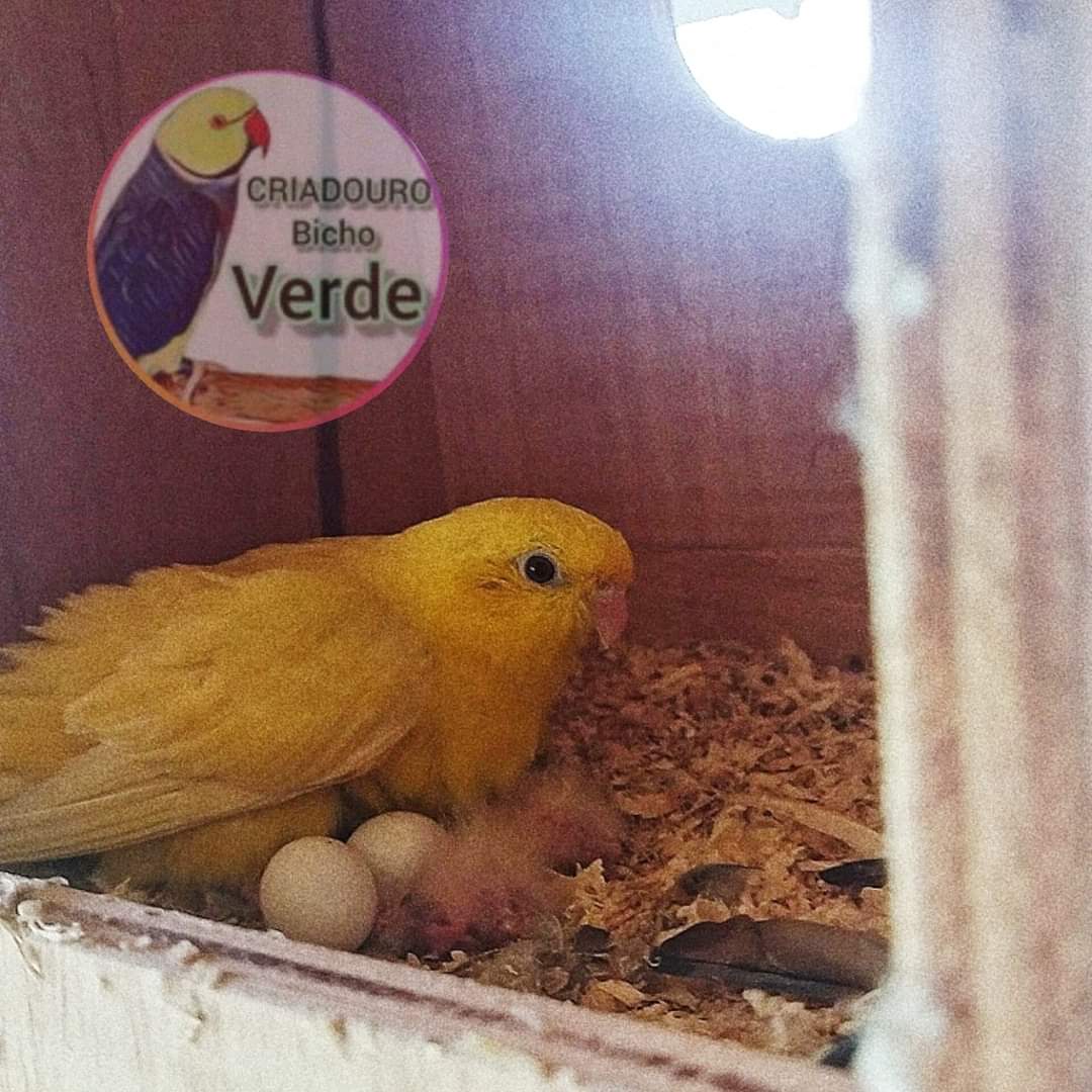 Nossa fêmea de periquito Catarina (Lineolated) tendo a sua primeira postura de filhotinhos
 
são pequenos – com média de 47 a 55 gramas de peso e 16 a 17 cm de comprimento.