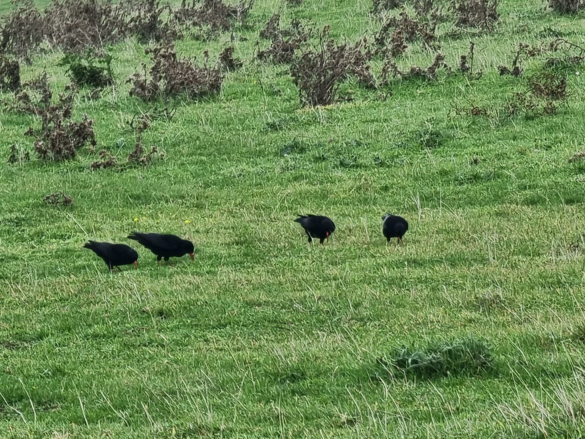 Rob White tweet media