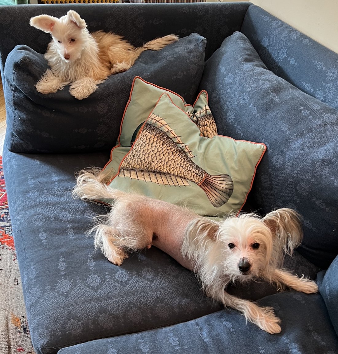 Molly JongFast on Twitter "Everything is bad except for dogs"