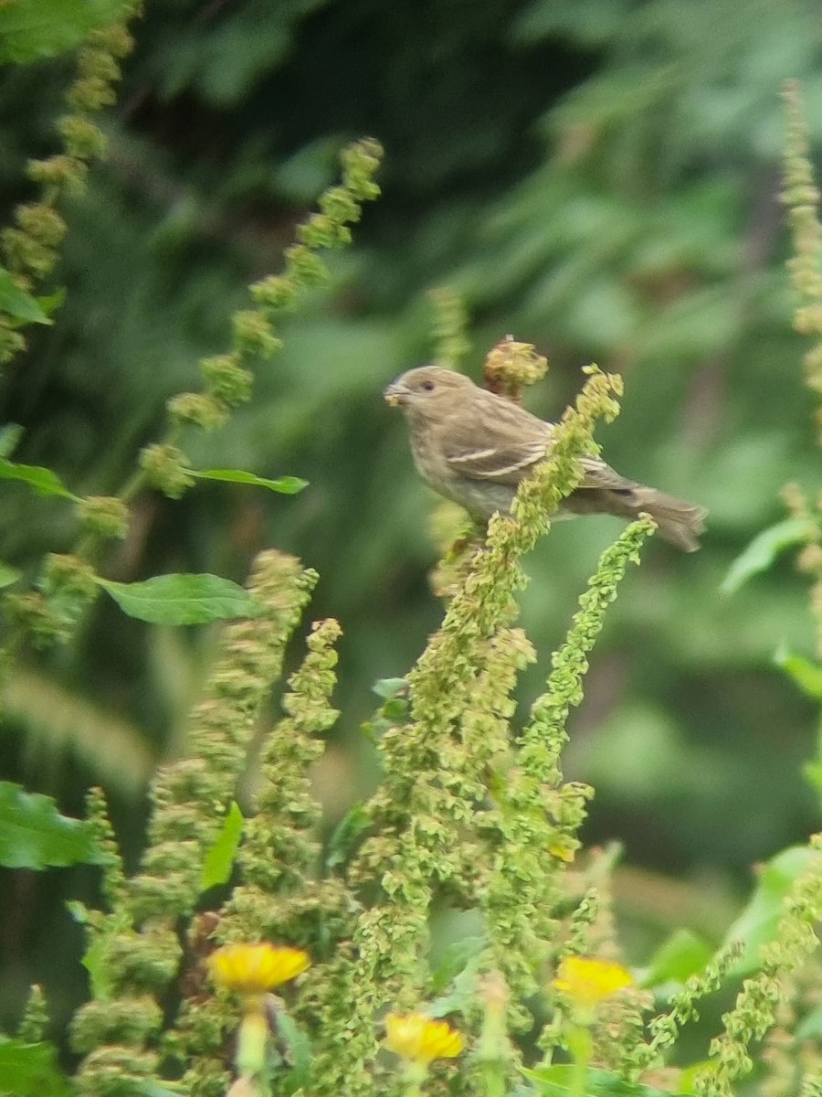 Rob White tweet media