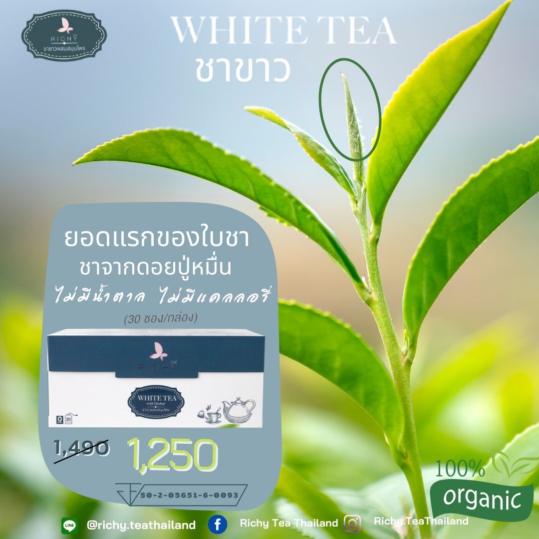 🌿ชาขาว (White Tea) สุดยอดชาที่เรียกว่า Silver Needle 
☕️ชาริชชี่ชาขาวผสมสมุนไพรอีก 9 ชนิด 
กลิ่นหอม รสชาตินุ่มนวล ดื่มแล้วชุ่มคอ
🌱#ชาขาว 🌼#ดอกเก็กฮวย
🍄#เห็ดหลินจือ🍃#มะขามป้อม
🌿#ใบบัวบก💐#ดอกคำฝอย  
🌱#ใบเตยหอม🥬#ใบหม่อน
🪴#หญ้าหวาน #เจียวกู้หลาน
🌱ไม่มีน้ำตาล ไม่มีแคลลอรี่