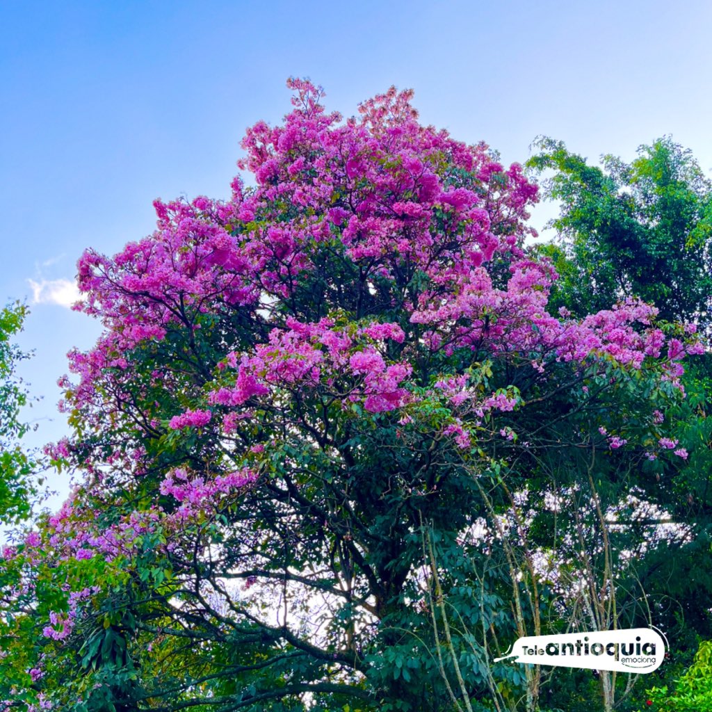 Teleantioquia's tweet photo. Las tardes 🌈 de domingo que nos emocionan. ¡Te enviamos toda la energía ⚡️ para esta semana que comienza! Déjanos tus postales 👇🏼📸. https://t.co/X7H8XyBvHl